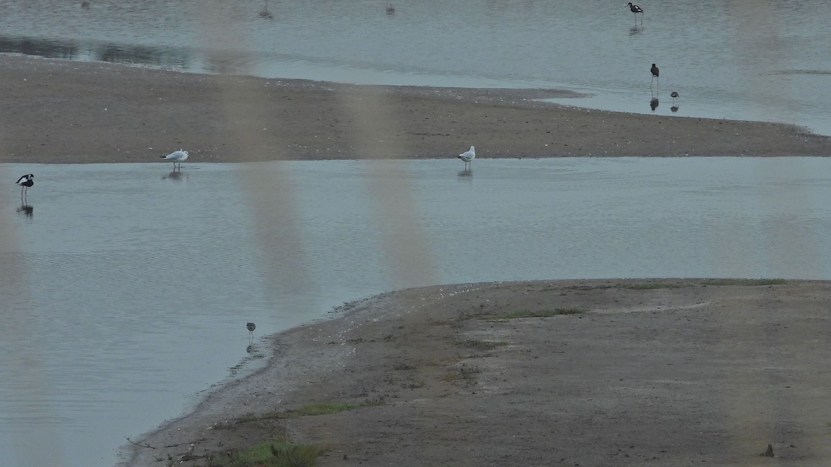 racek sp. - ML654890184