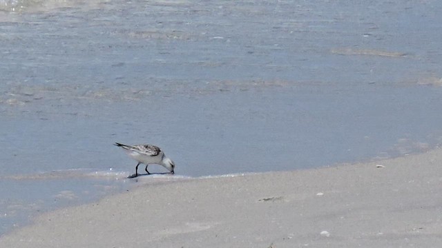 Sanderling - ML654891446