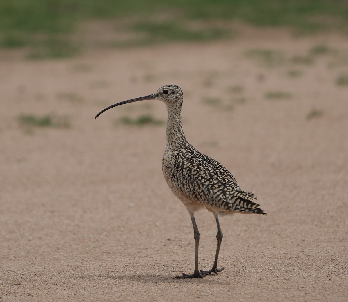 Long-billed Curlew - ML654891568