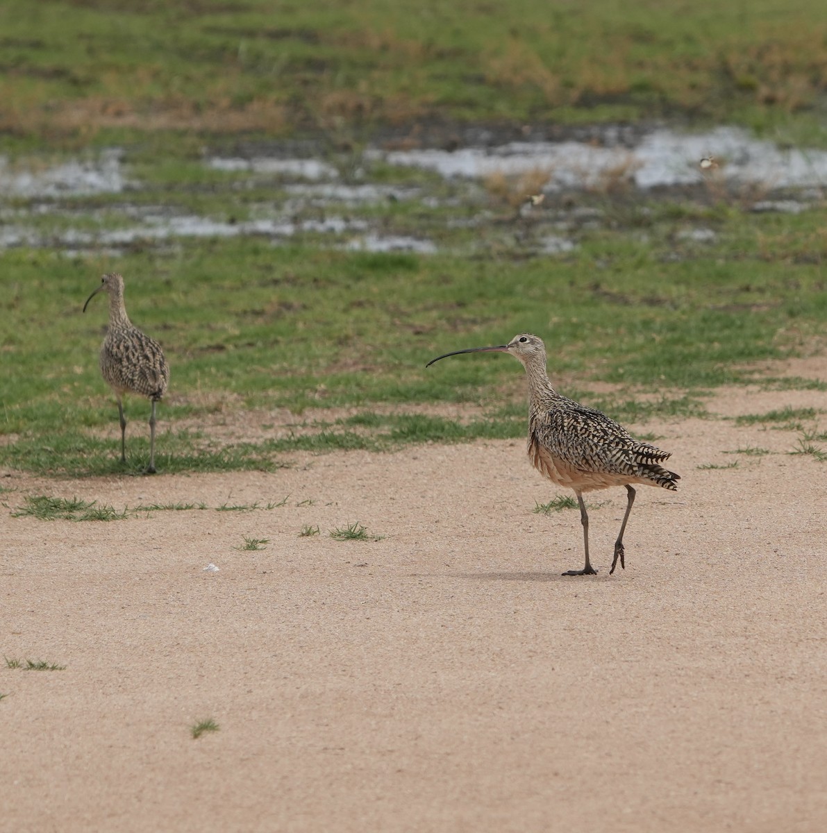Long-billed Curlew - ML654891597