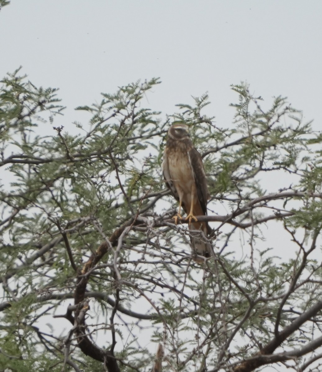 Northern Harrier - ML654891887