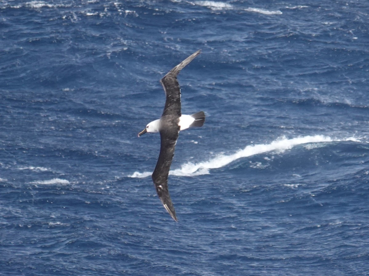 Atlantic Yellow-nosed Albatross - ML654892657