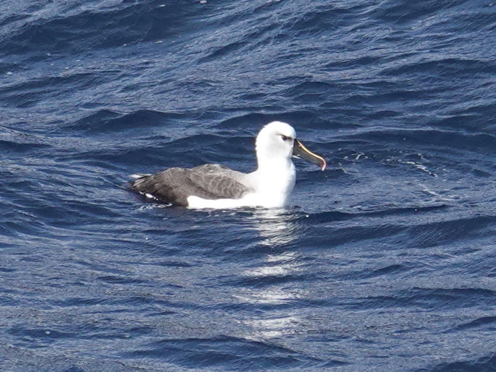 Atlantic Yellow-nosed Albatross - ML654892662