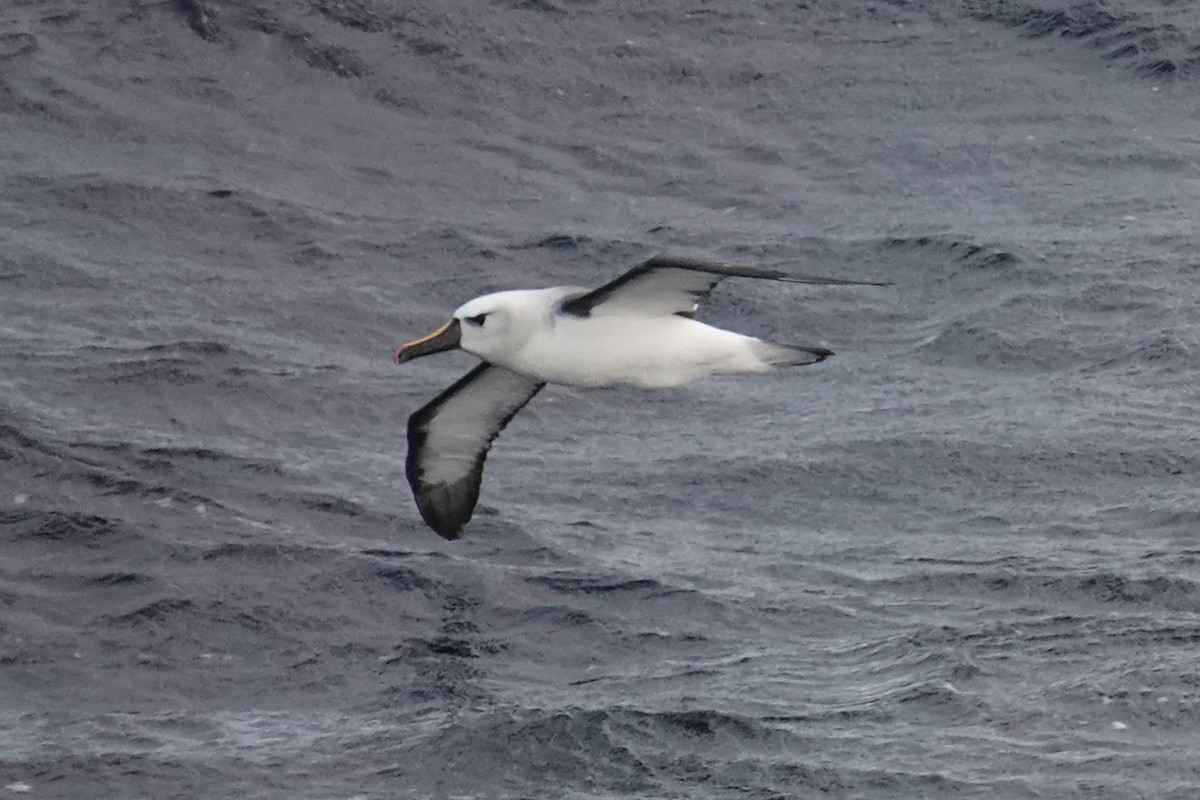 Atlantic Yellow-nosed Albatross - ML654892665
