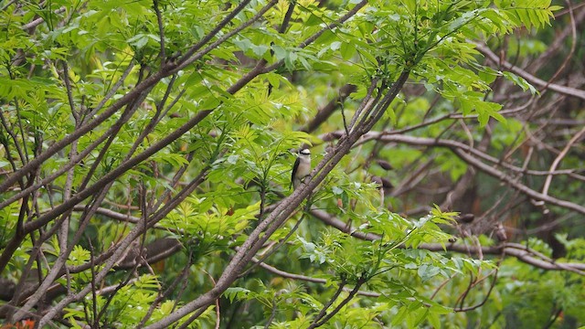 Brown-rumped Minivet - ML654894081