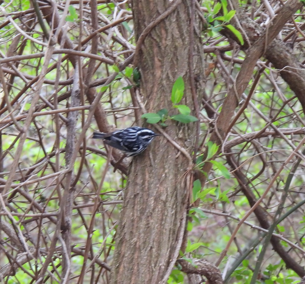 eBird Checklist - 13 Apr 2026 - Frank Melville Memorial Park and Mill ...