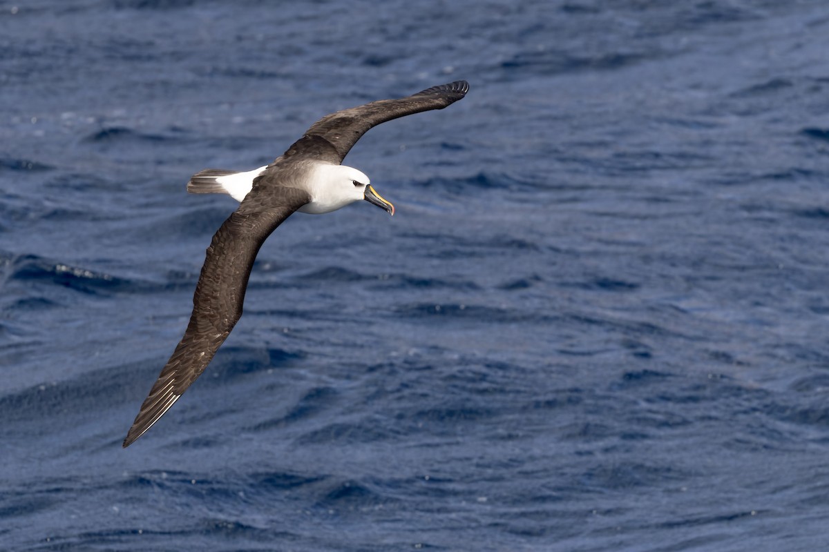 Atlantic Yellow-nosed Albatross - ML654896711