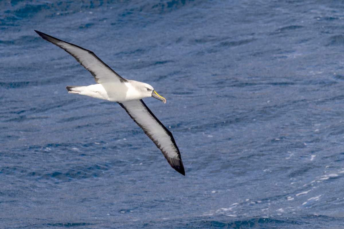 Atlantic Yellow-nosed Albatross - ML654896712