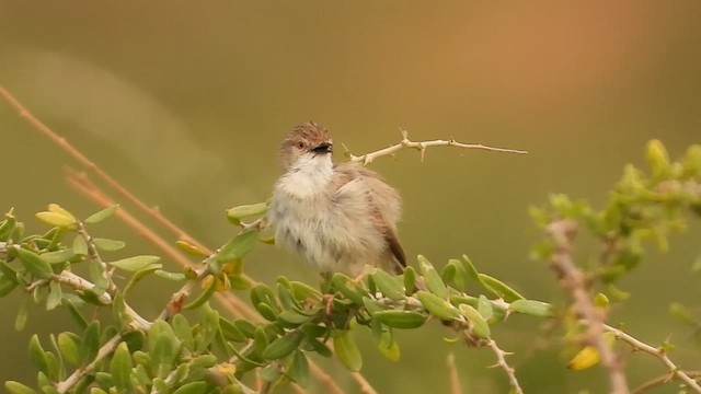 Graceful Prinia - ML654896994