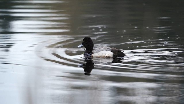 Lesser Scaup - ML654897299