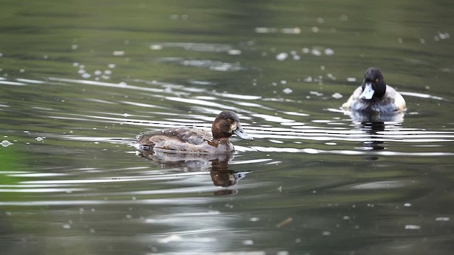 Lesser Scaup - ML654897326