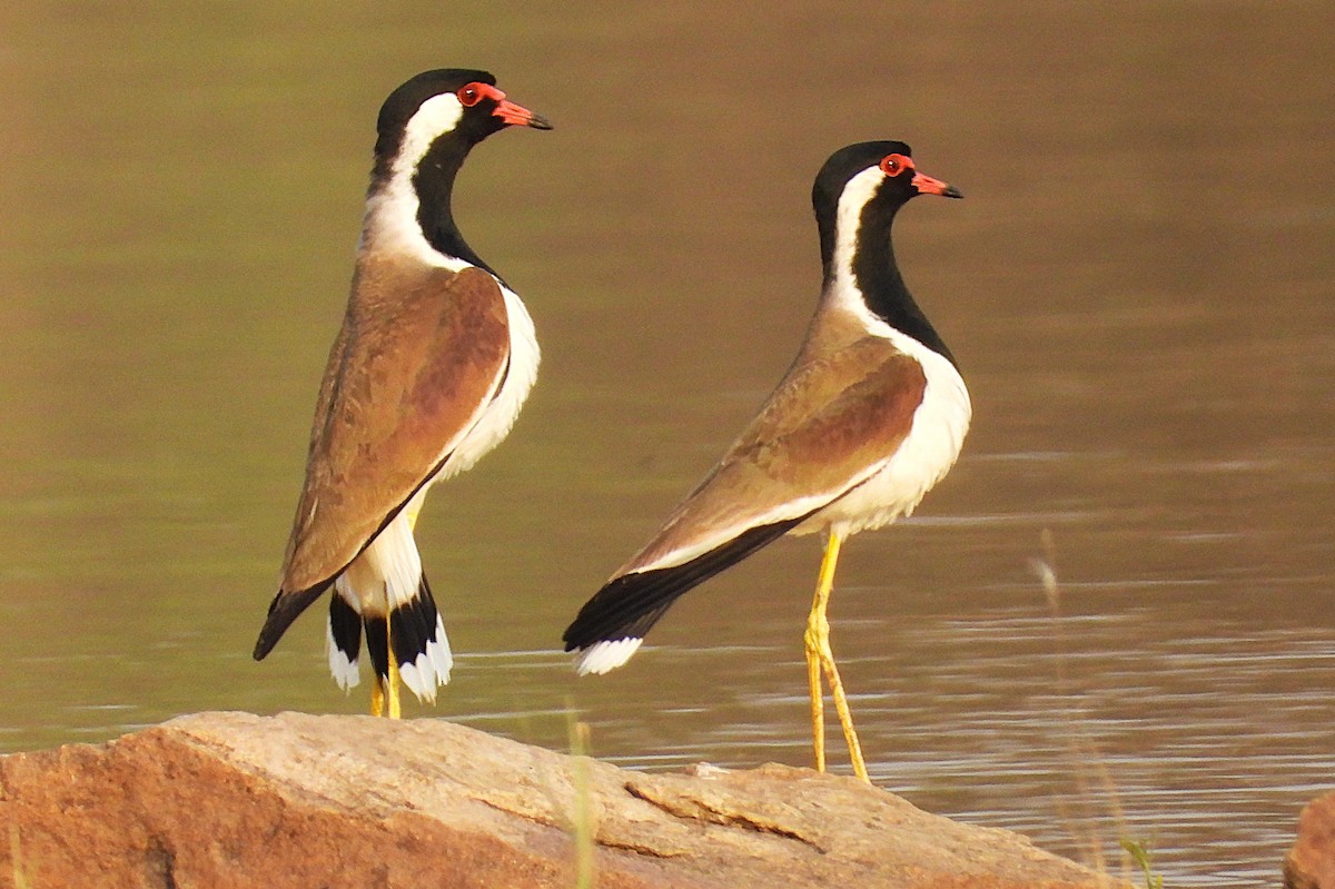 eBird Checklist - 12 Apr 2026 - Tandula Dam - 5 species