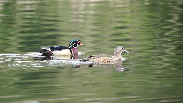 Mallard - ML654897611