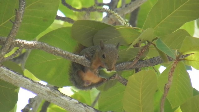 Red-tailed Squirrel - ML654897984