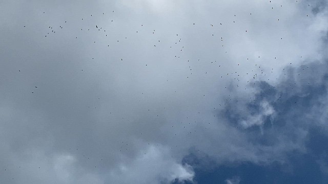 Broad-winged Hawk - ML654898155