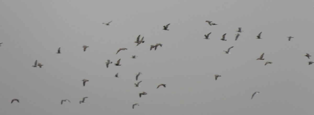 racek sp. - ML654898320