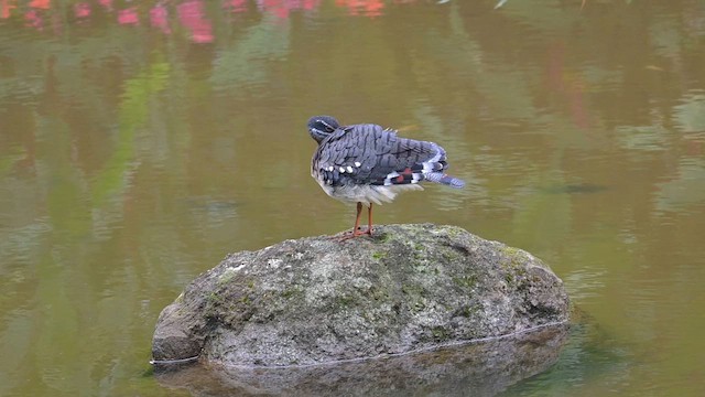 Sunbittern - ML654898360