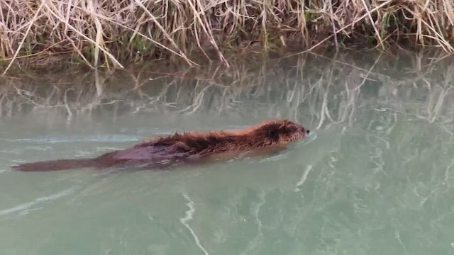 American Beaver - ML654898373