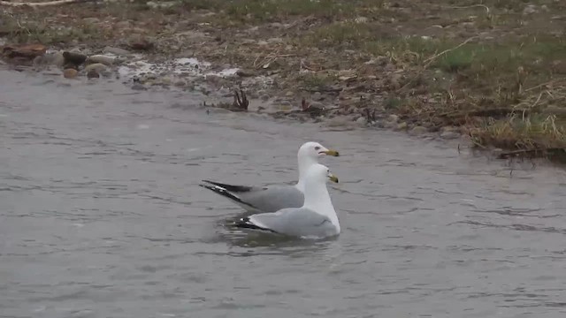Ring-billed Gull - ML654898446