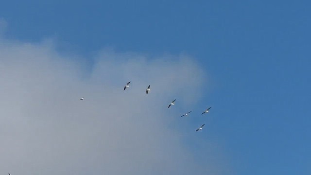 American White Pelican - ML654898482