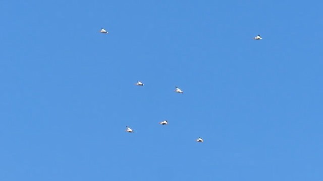 American White Pelican - ML654898483