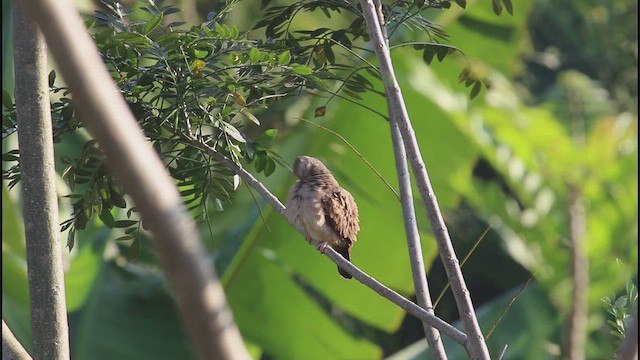 Ruddy Ground Dove - ML654898611