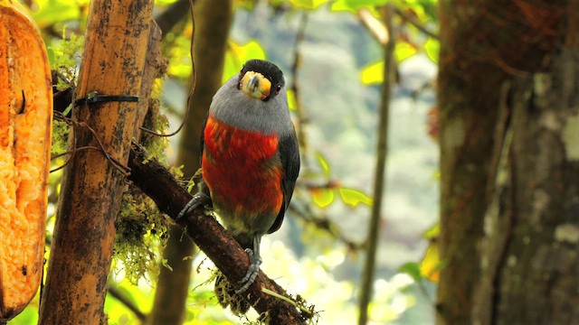 Toucan Barbet - ML654898743