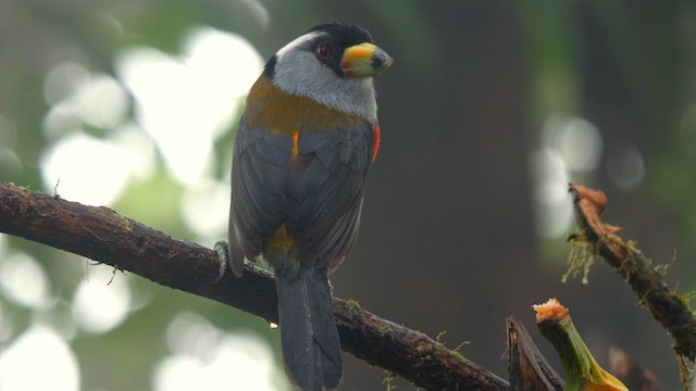 Toucan Barbet - ML654898744