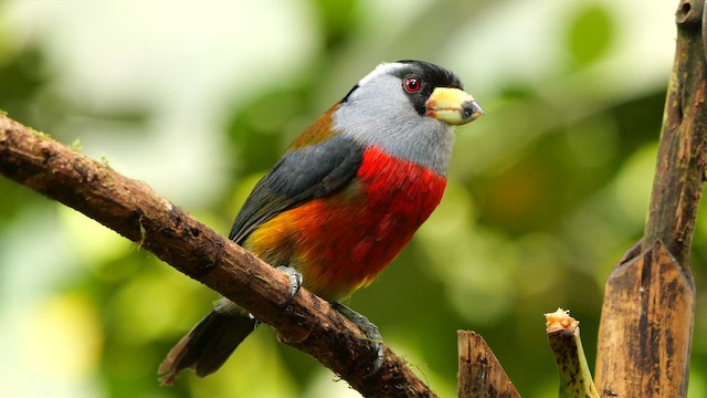 Toucan Barbet - ML654898745