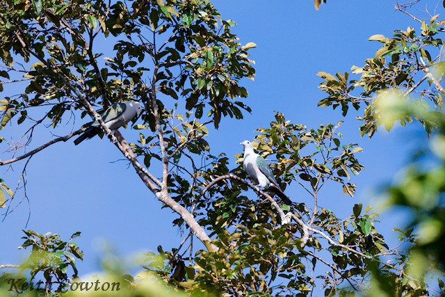 Green Imperial-Pigeon (Green) - ML654898774
