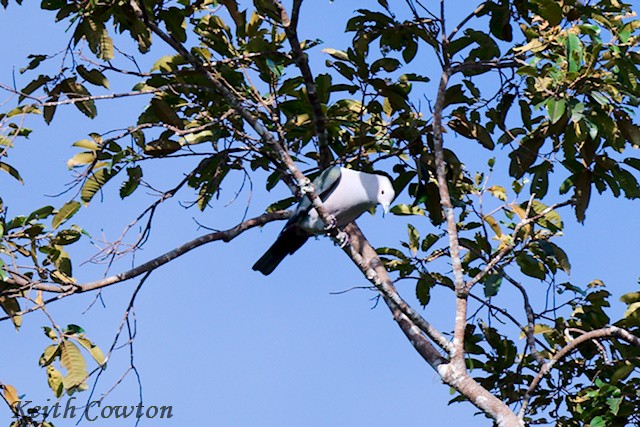 Green Imperial-Pigeon (Green) - ML654898775