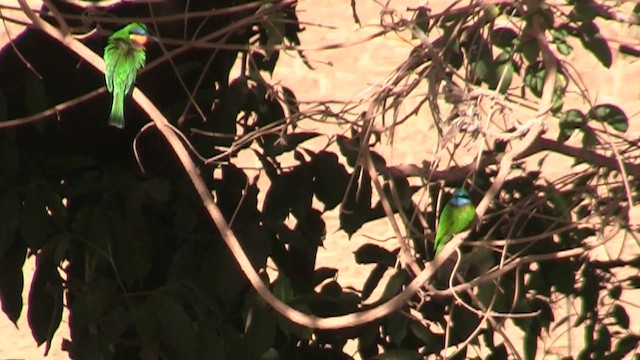 Ethiopian Bee-eater - ML654899119