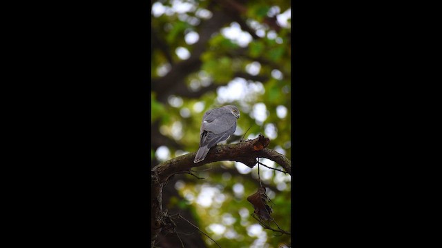 Shikra - ML654899272