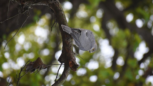 Shikra - ML654899274