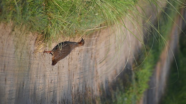 Swamp Francolin - ML654899282
