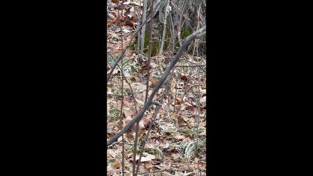 American Woodcock - ML654899292