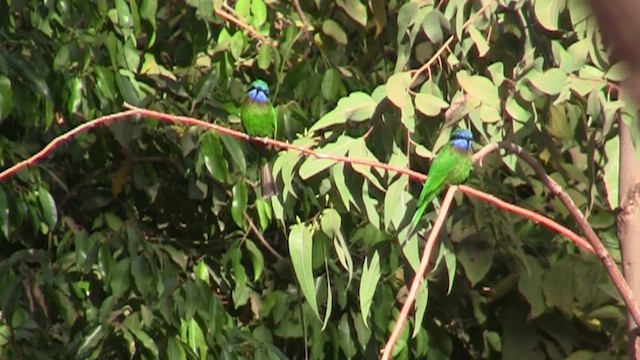 Ethiopian Bee-eater - ML654899371