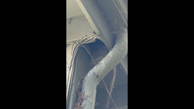 European Starling - ML654899505