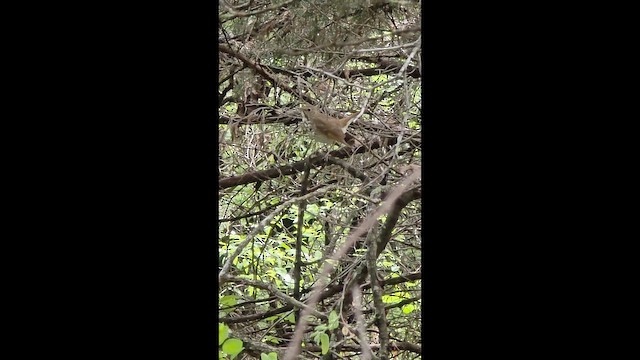 Hermit Thrush - ML654899521