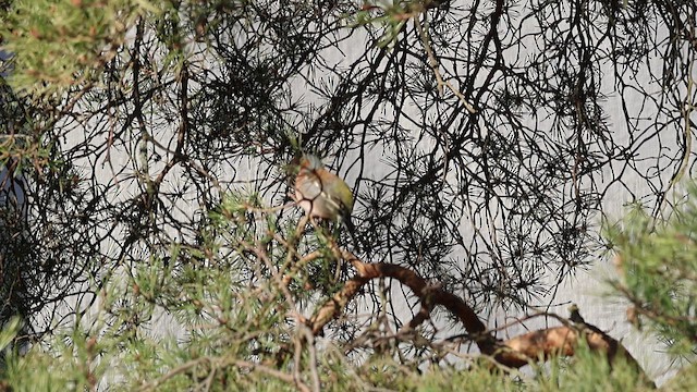 Common Chaffinch - ML654899647