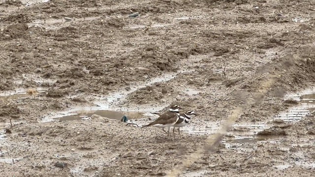 Killdeer - ML654899758