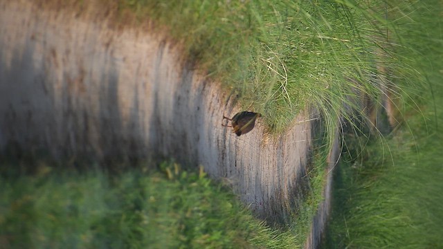 Swamp Francolin - ML654899767