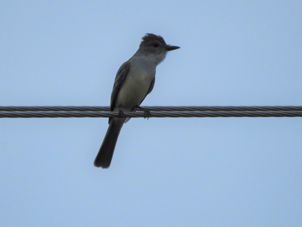 Brown-crested Flycatcher - ML654899864