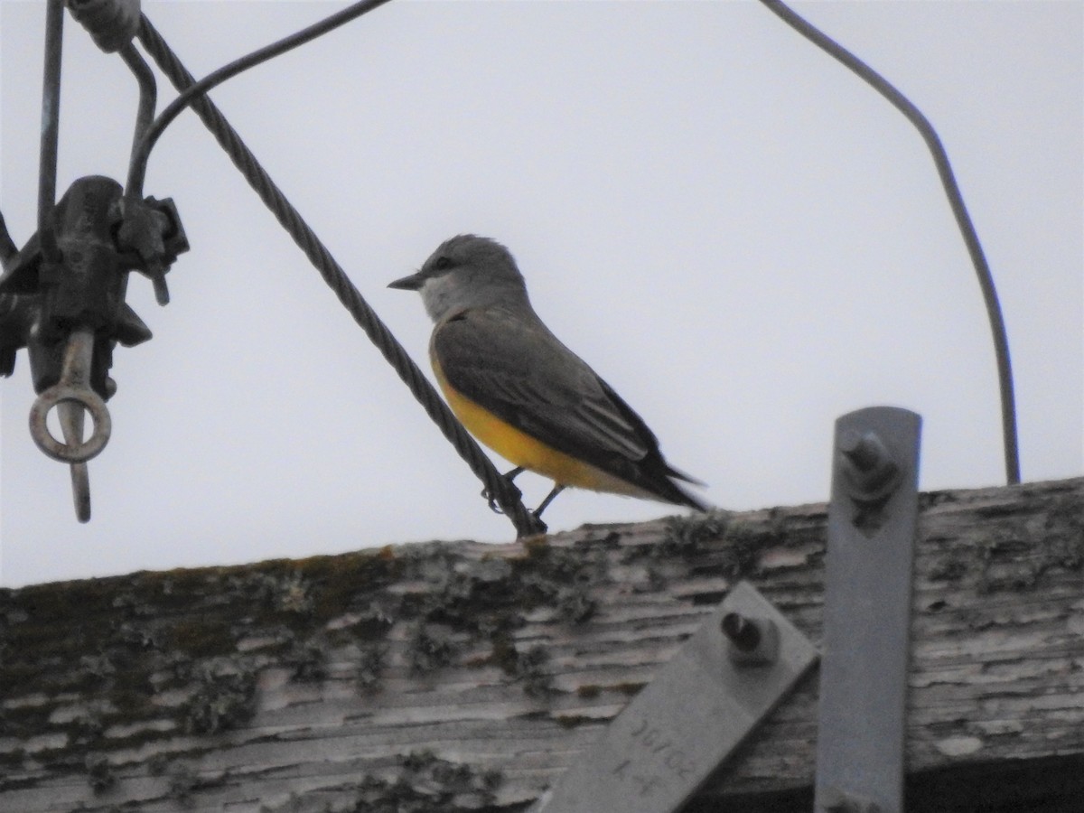 Western Kingbird - ML654899926