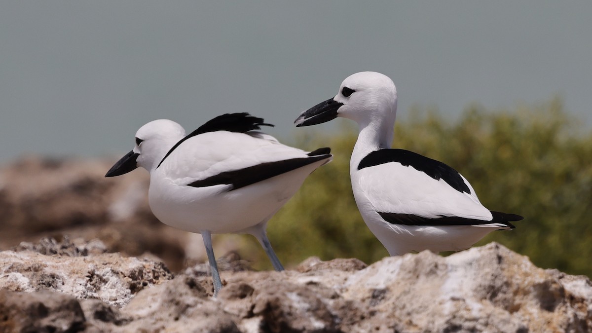Crab-Plover - ML654900259