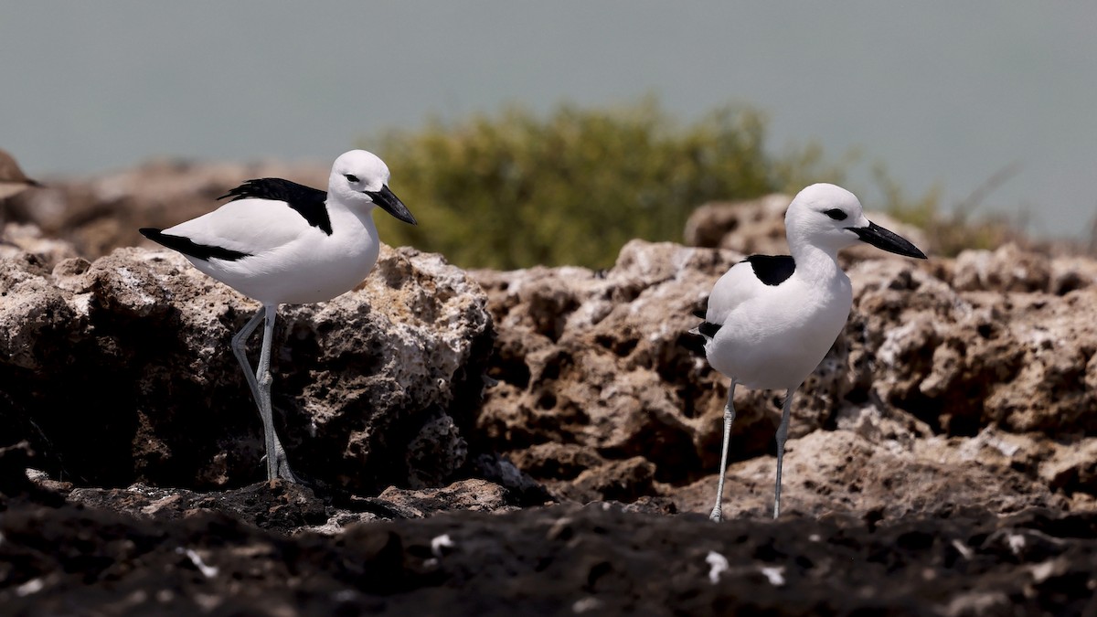 Crab-Plover - ML654900260