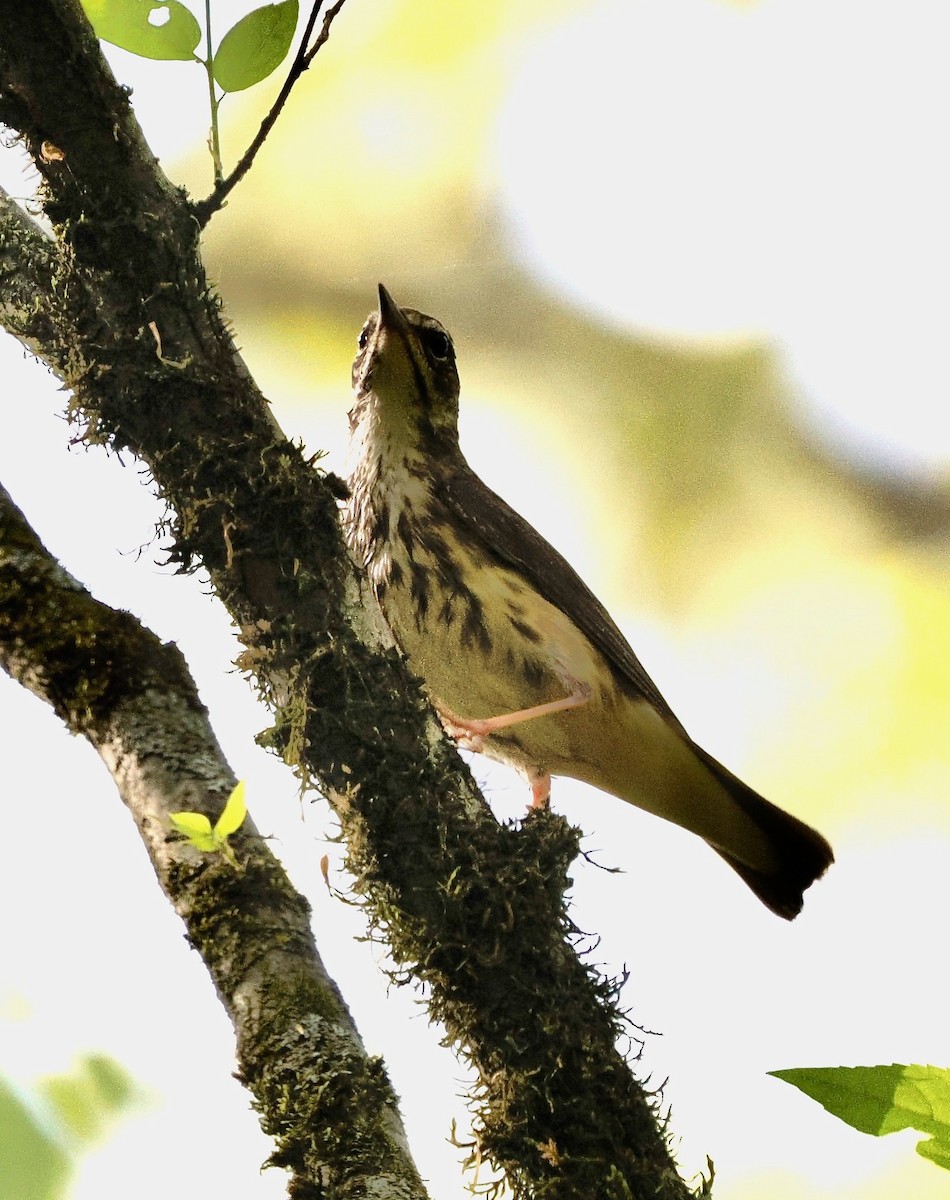 Louisiana Waterthrush - ML654900261