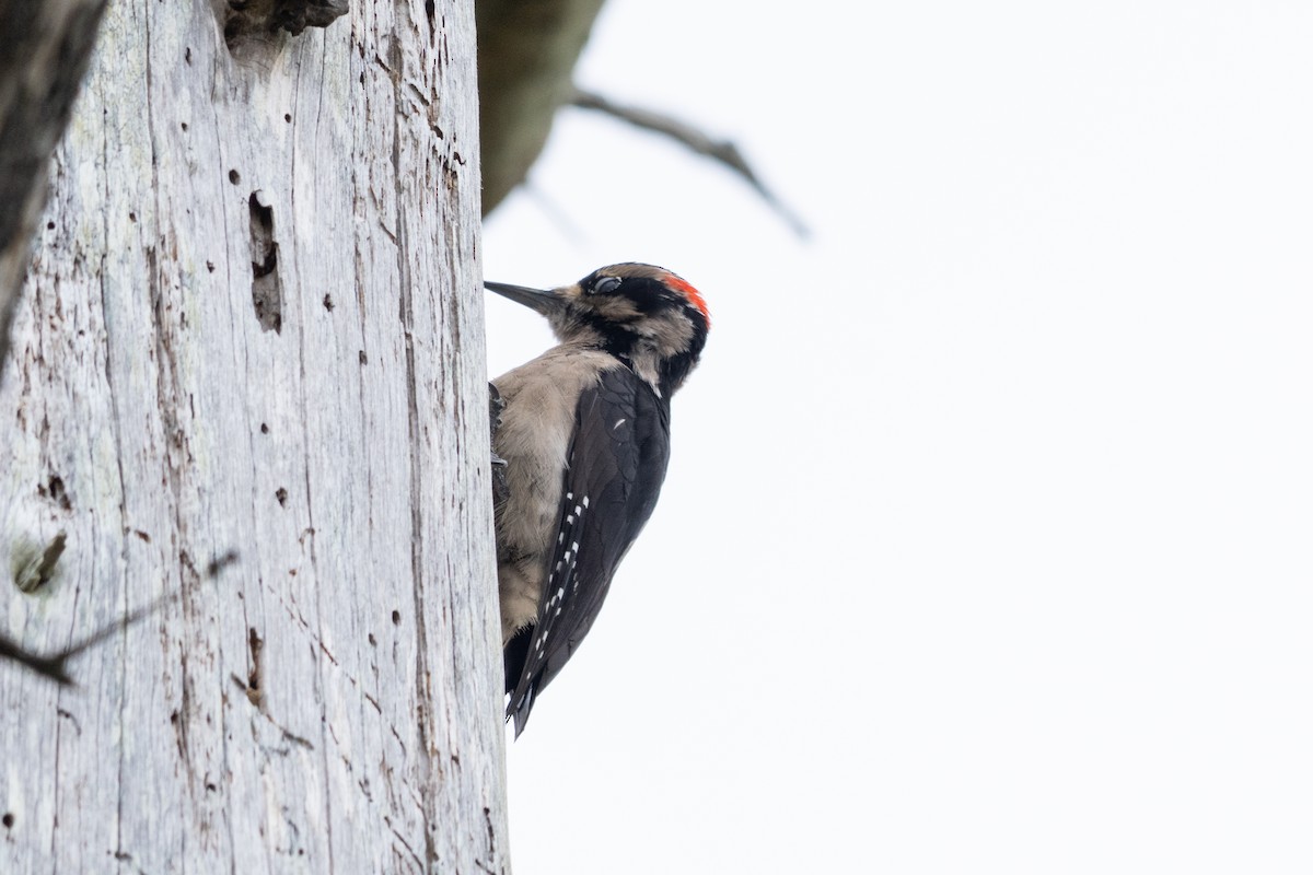 Hairy Woodpecker - ML654900262