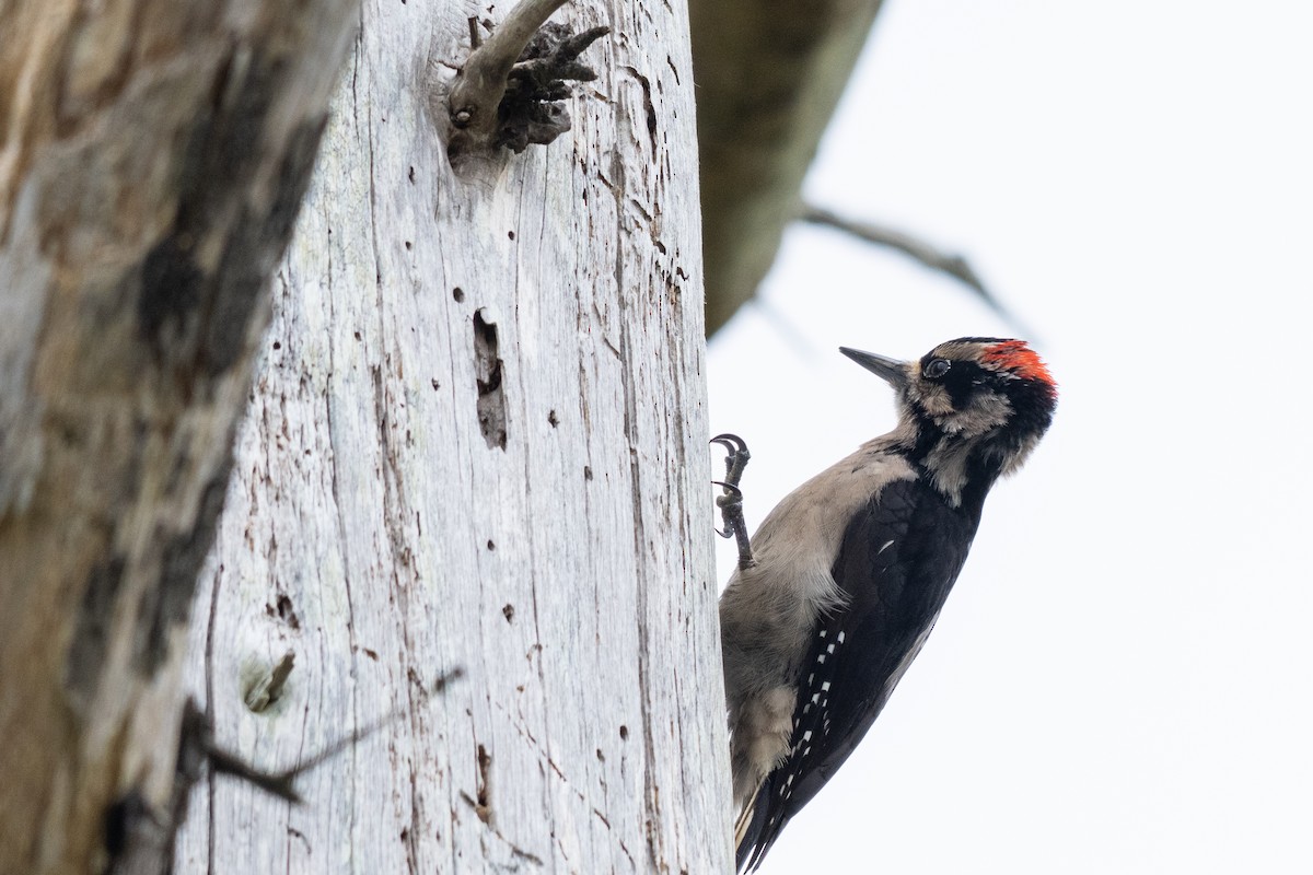 Hairy Woodpecker - ML654900263