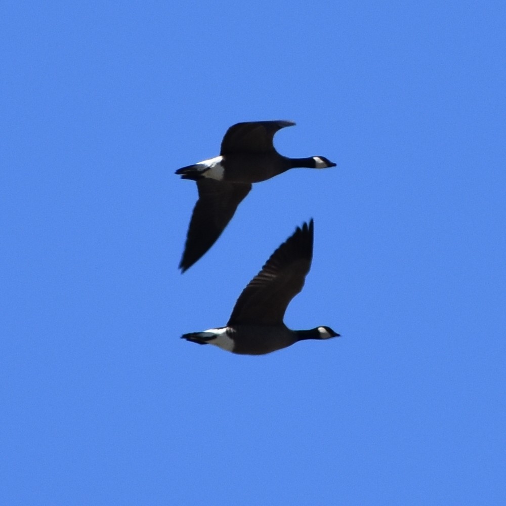Cackling Goose - ML654900264